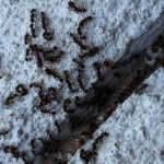 Ants excellent