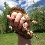 Bull Snake in hand