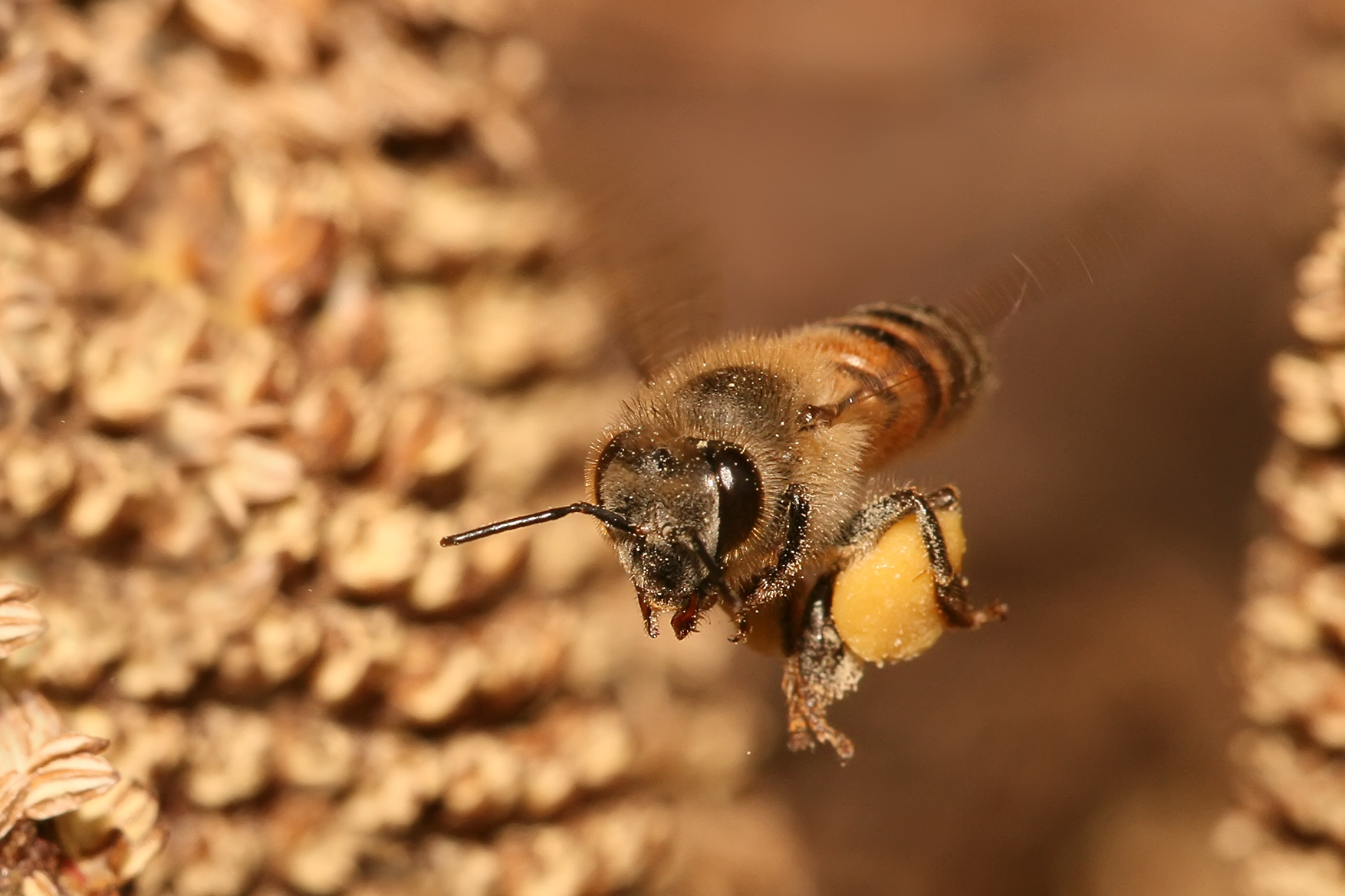 Honey Bee mid flight