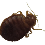 Bed Bug