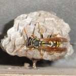 YellowJacket