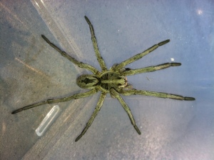 exc wolf spider